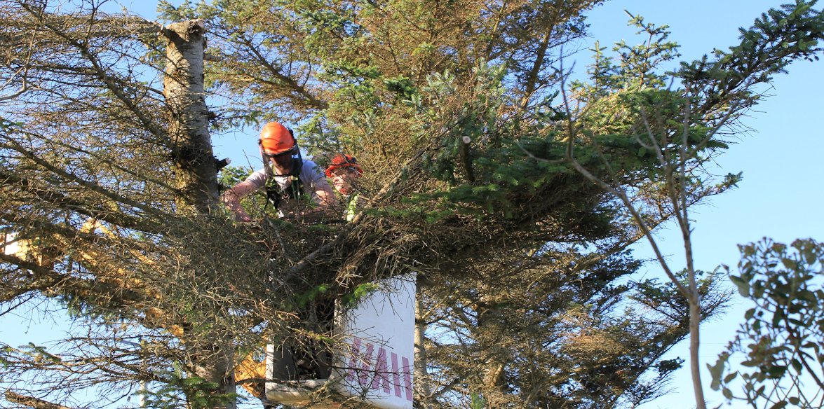 Tree Trimming Services